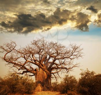 Royalty Free Photo of a Baobab tree