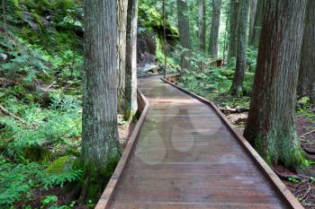 Royalty Free Photo of a Boardwalk in the Forest