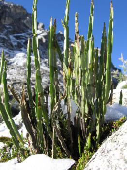 Royalty Free Photo of a Cactus in the Cordillera Mountains