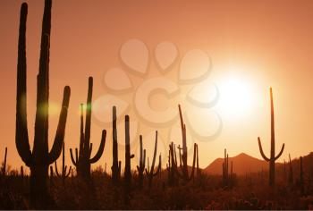 Royalty Free Photo of Cacti