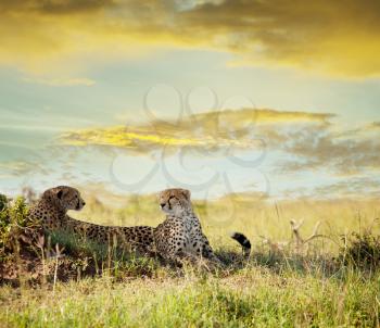 Royalty Free Photo of Cheetahs