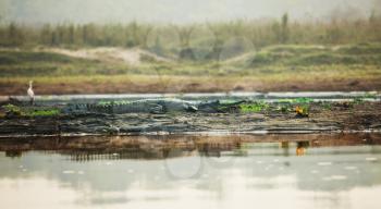 Royalty Free Photo of a Crocodile