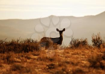 Royalty Free Photo of a Deer