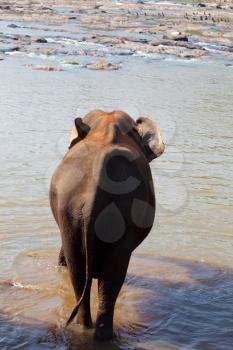 Royalty Free Photo of an Elephant