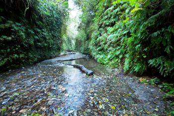 Royalty Free Photo of a Fern Canyon