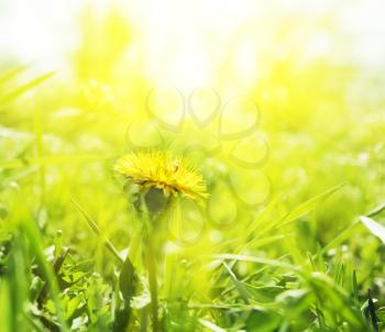 Royalty Free Photo of a Dandelion