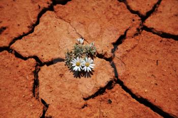 Royalty Free Photo of a Flower in a Drought