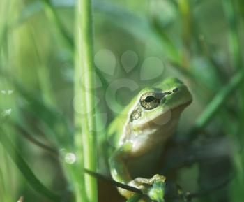 Royalty Free Photo of a Frog