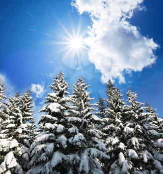 Royalty Free Photo of a Forest in Winter