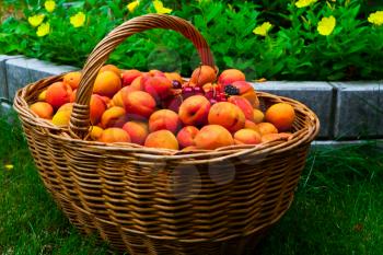 Royalty Free Photo of Apricots and Cherries in a Basket