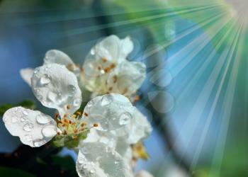Royalty Free Photo of a Blossom Covered in Dew