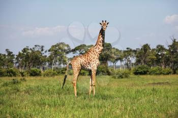 Royalty Free Photo of a Giraffe