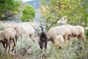 Royalty Free Photo of a Herd of Goats