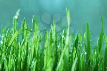 Royalty Free Photo of Wet Grass