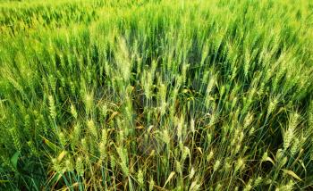 Royalty Free Photo of Wheat