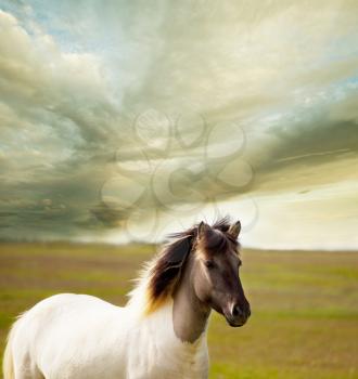Royalty Free Photo of a Horse in Iceland