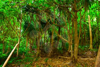 Royalty Free Photo of a Rain Forest