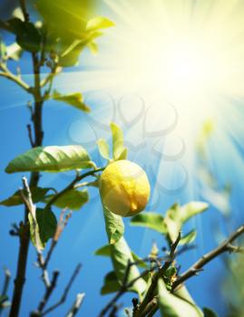 Royalty Free Photo of a Lemon in a Tree