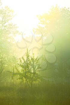 Royalty Free Photo of a Foggy Forest