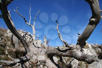 Royalty Free Photo of Dead Wood