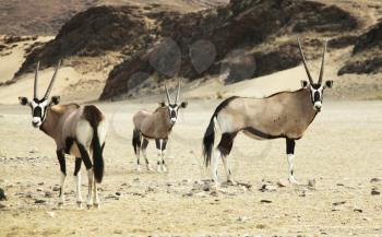 Royalty Free Photo of Oryx in the Namibian Desert