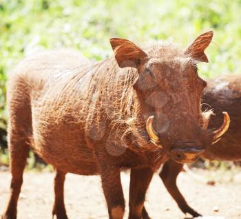 Royalty Free Photo of a Warthog