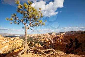 Royalty Free Photo of a Tree in Bryce Canyon