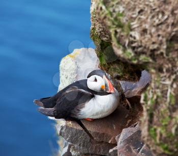 Royalty Free Photo of a Puffin