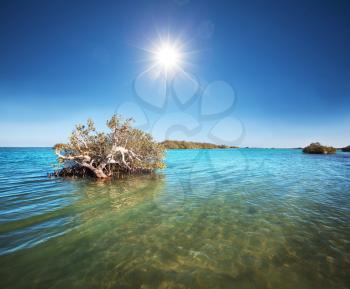 Royalty Free Photo of Mangroves in the Red Sea