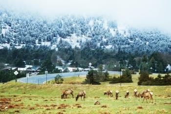 Royalty Free Photo of Deer in the Mountains