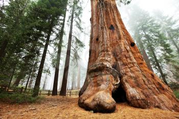 Royalty Free Photo of Sequoia National Park, USA