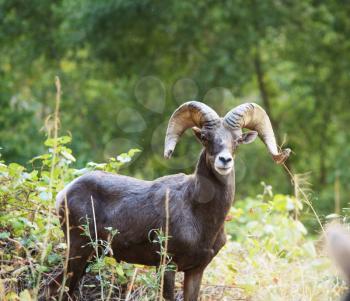 Royalty Free Photo of a Ram