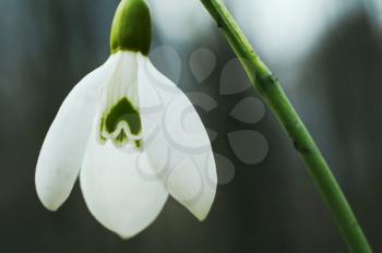 Royalty Free Photo of a Snowdrop flower
