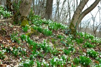 Royalty Free Photo of Snowdrop Flowers in Spring