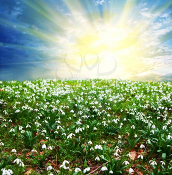 Royalty Free Photo of a Snowdrop Flowers in a Field