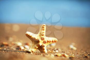 Royalty Free Photo of a Starfish