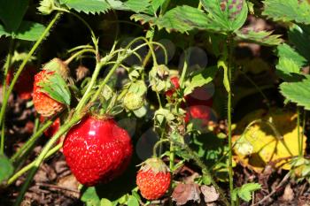 Royalty Free Photo of a Strawberry Plant