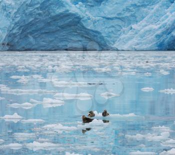 Iceberg on Alaska