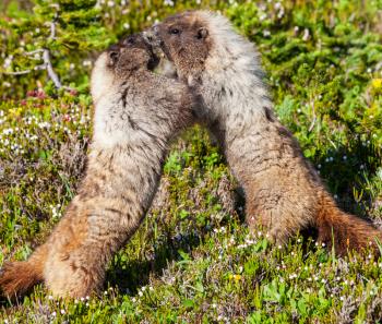 marmot