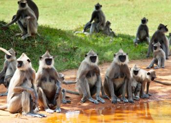 Monkeys in Anuradhapura, Sri Lanka