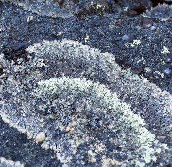 Grey moss close up