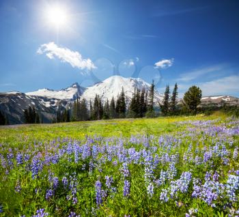 Mt.Rainier