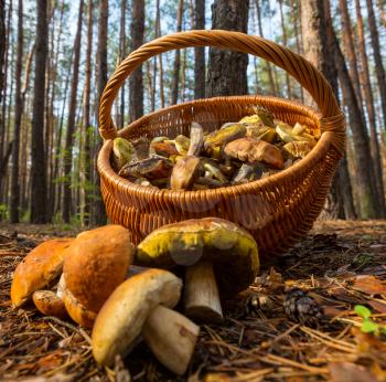 mushrooms in basket