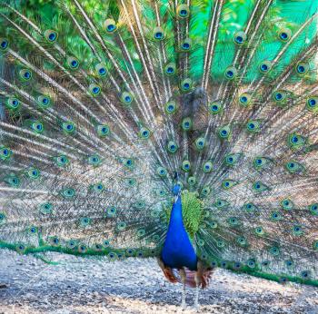 peacock