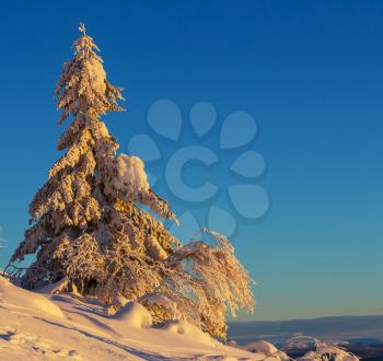 Frozen winter tree