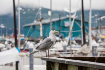 Sea gulls in port,Alaska