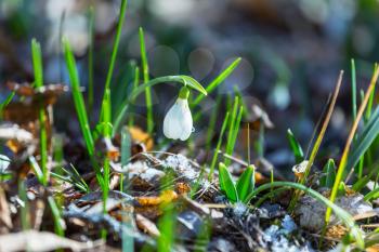 snowdrops