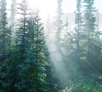 Sunny beams in forest
