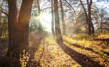 Sunny beams in forest