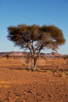 alone tree in desert